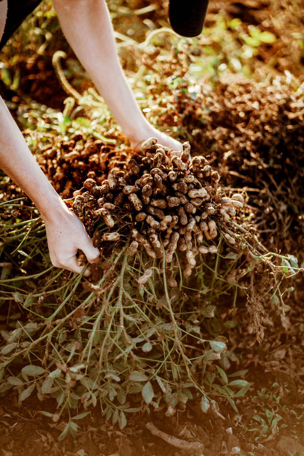 Campo de cultivo de maní en Argentina